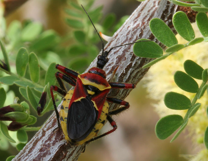 Yellow-bellied Bee Assassin